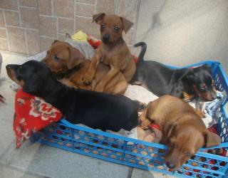 Цвергпинчер (карликовый пинчер) девочки коричневые и черные. Фото 3