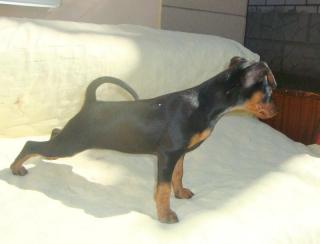 Цвергпинчер (карликовый пинчер) девочки коричневые и черные. Фото 2