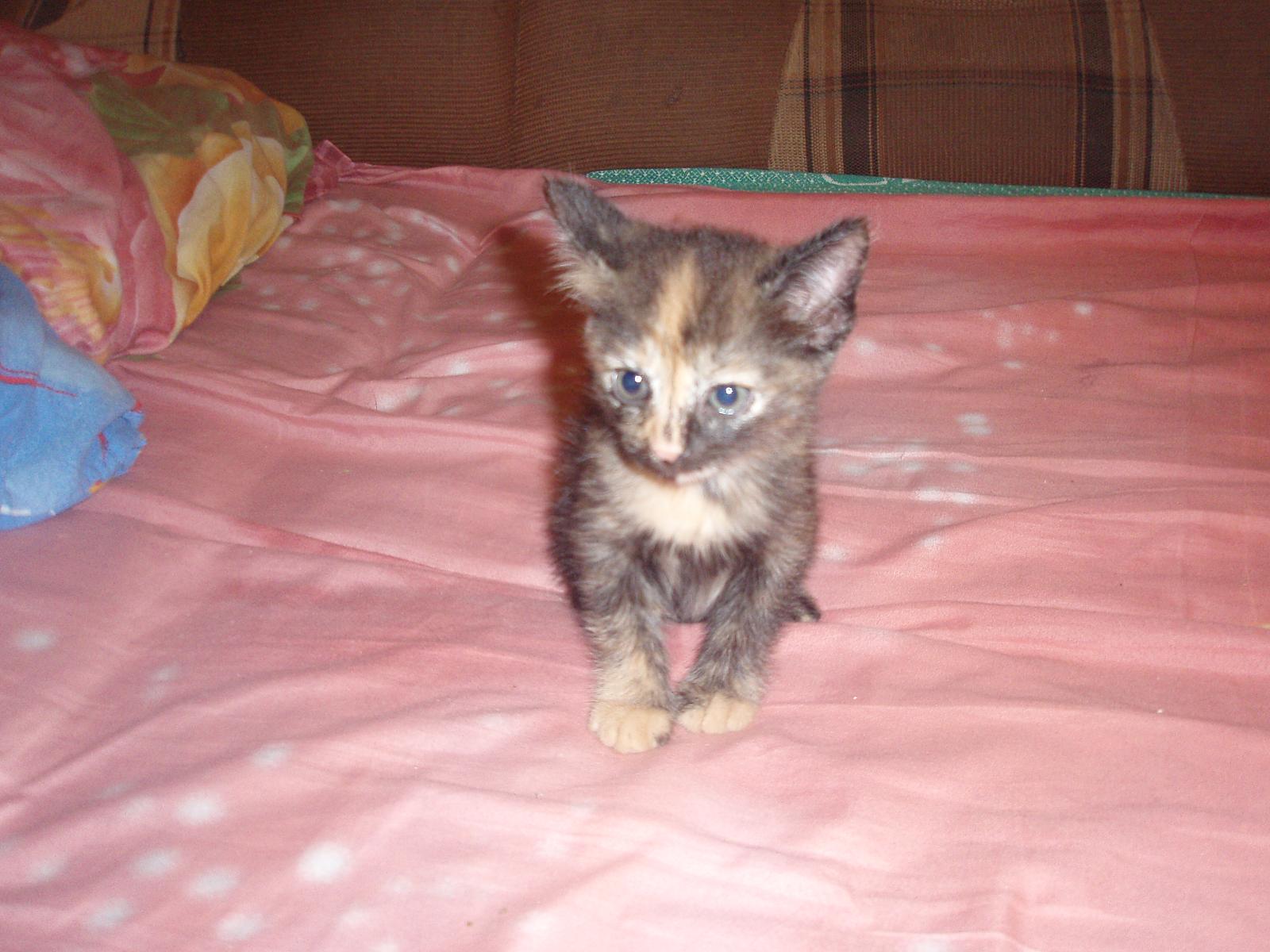 котята в добрые руки чебоксары