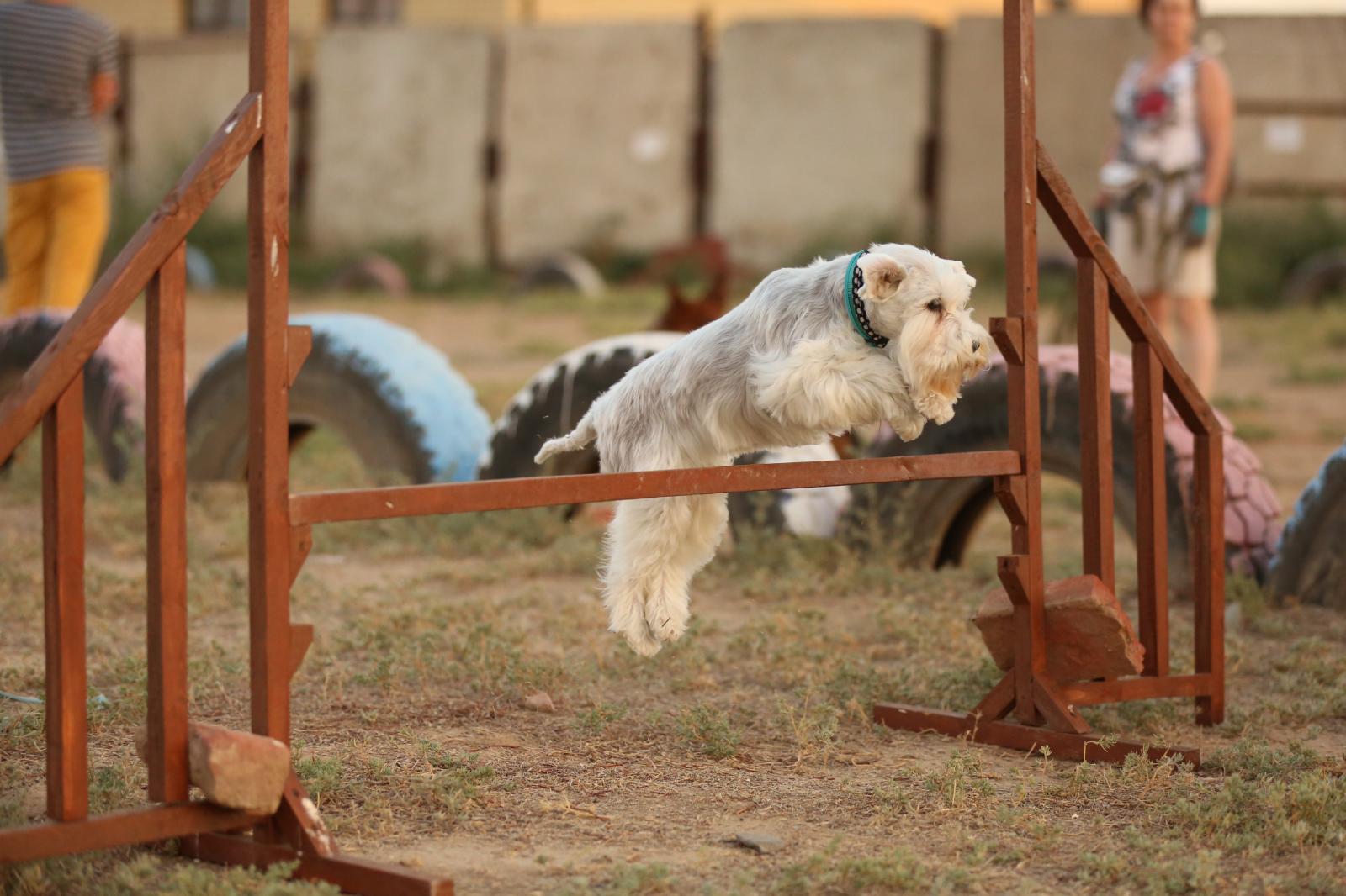 Приют для бездомных животных. Домашняя передержка. Собачий питомник. Муниципальный приют для животных омск. Приют для собак.