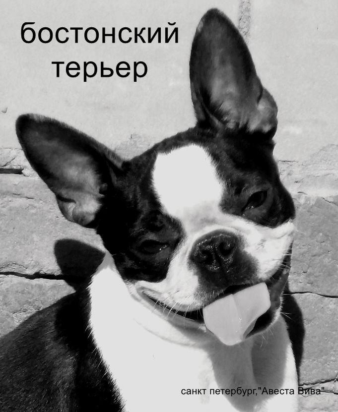 Бостон терьер карликовый. Бостон петербург. Бостон город. Бостон петербург. Бостон петербург.