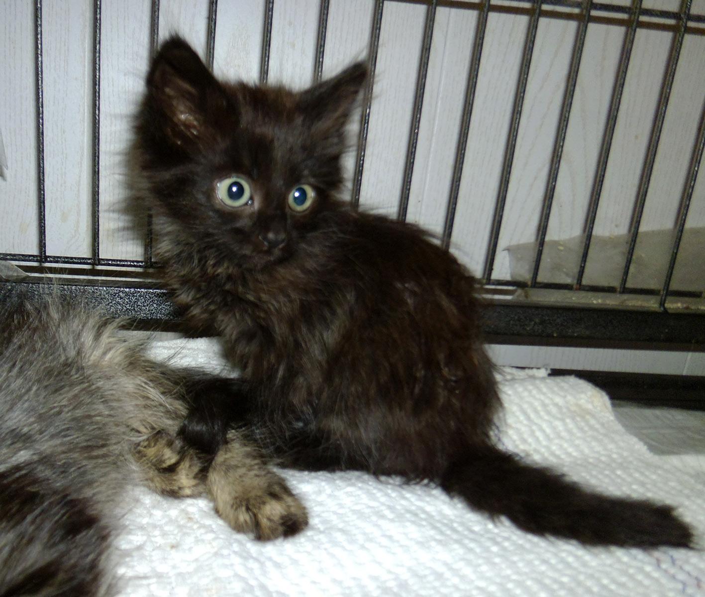 Котенок девочка в добрые руки. Котенок девочка в добрые руки. Трехшерстные котята в добрые руки. Трехцветная кошечка в добрые руки. Котенок 4 месяца фото на руках.