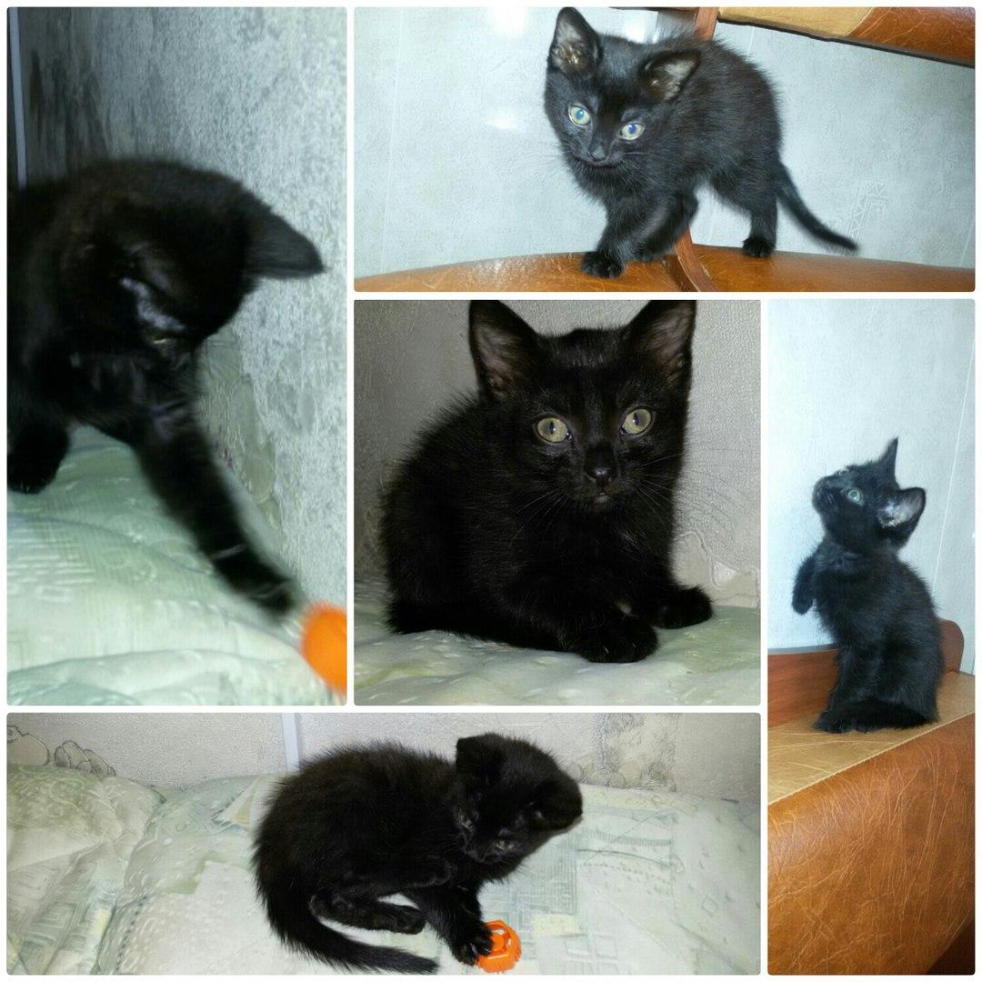 Одной моей знакомой отдали котенка черного Одной Моей Знакомой Отдали Котенка Черного
