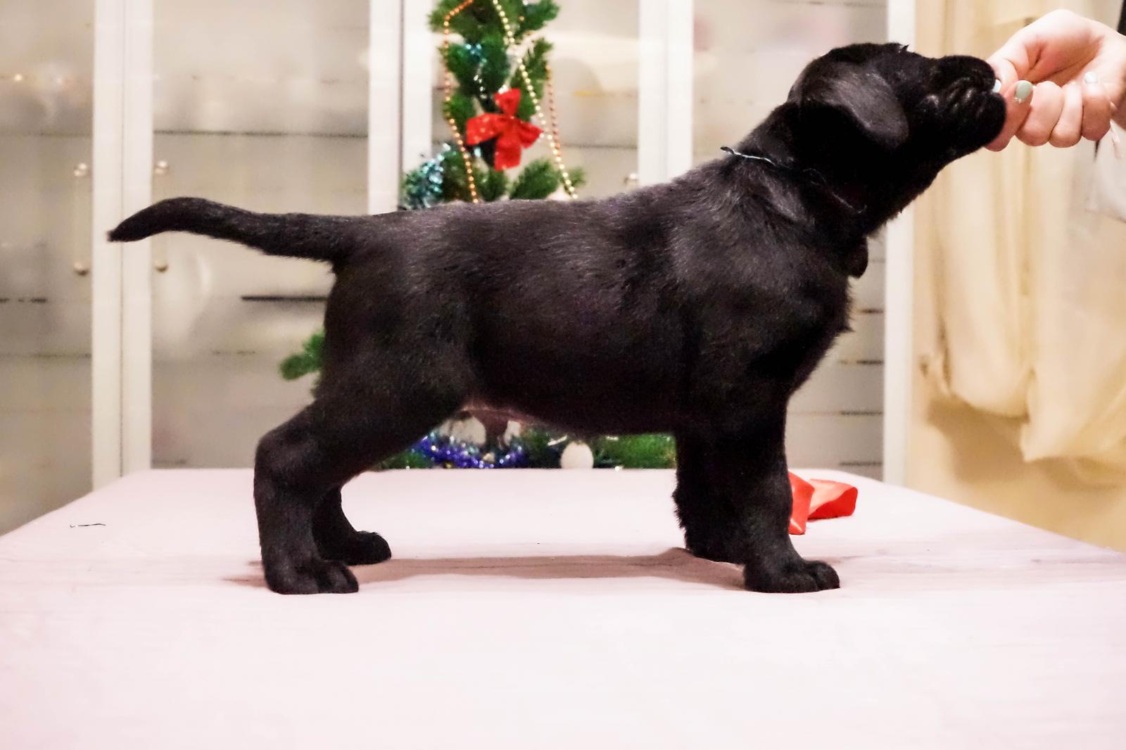 Лабрадор ретривер 5 месяцев (ркф). Паспорт лабрадора. Лабрадор вологда. Лабрадор ркф. Лабрадор палевый с шоколадным пигментом.